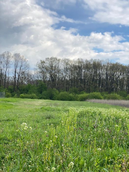 1000 mp intravilan Teren langa padure Samurcasi, Crevedia (langa Buftea)