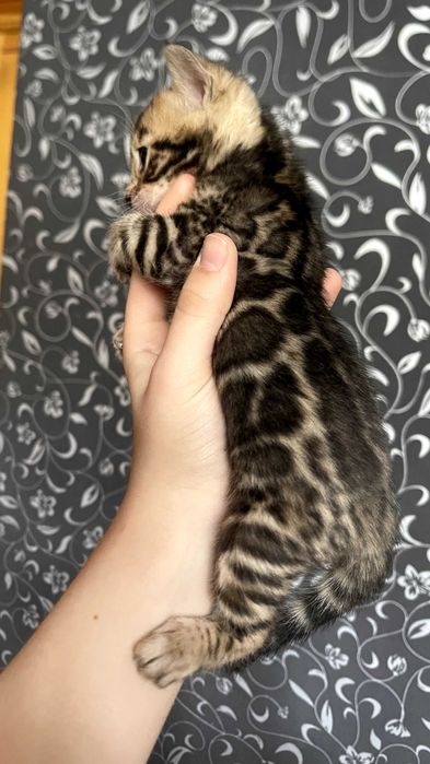 Бенгальские котят!!