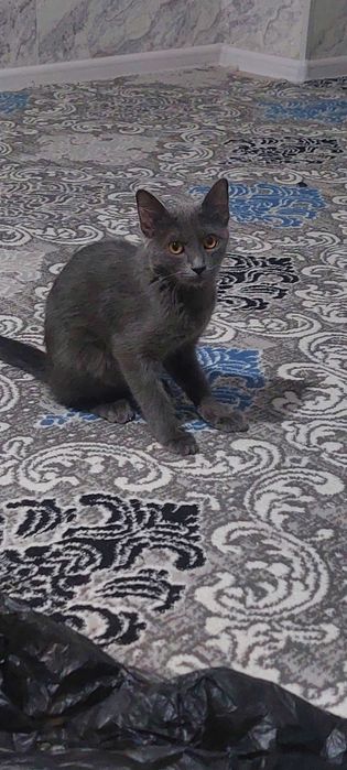 Zotdor mushuk sotiladi