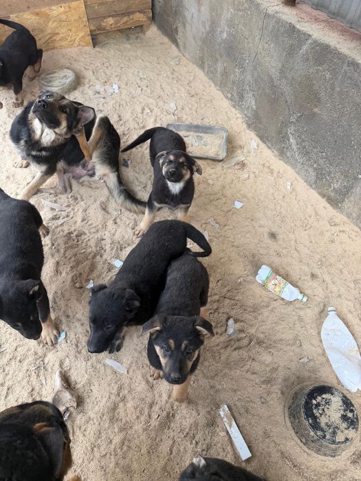 Щенки восточноевропейская овчарка