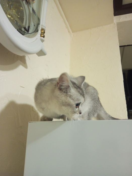 Британская серебристая шиншилла