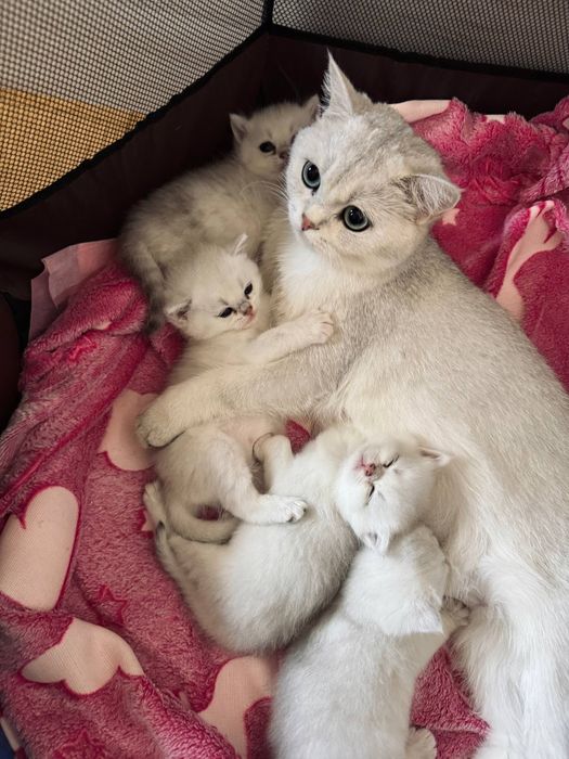 Британская серебристая шиншилла