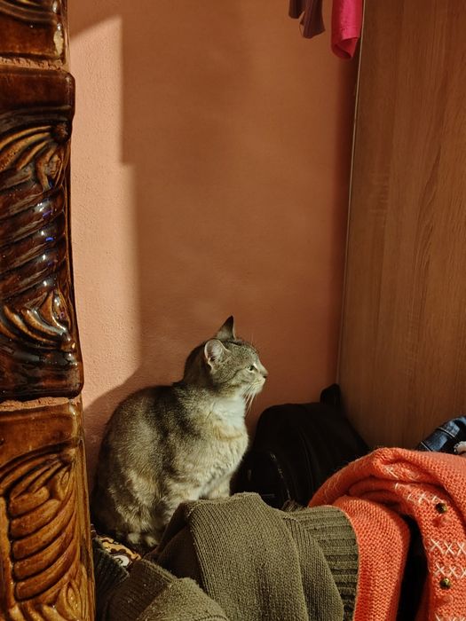 Dau spre adopție pisică castrată