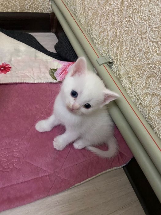 Вязка для кошек, альбинос! 10000