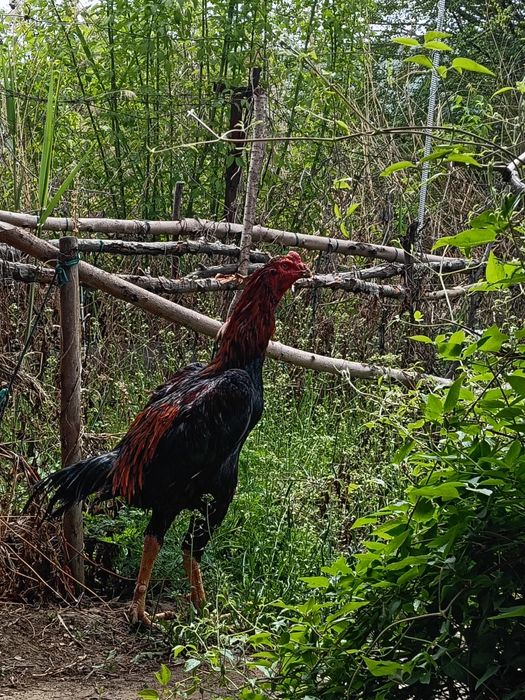 Продаю дакана микс