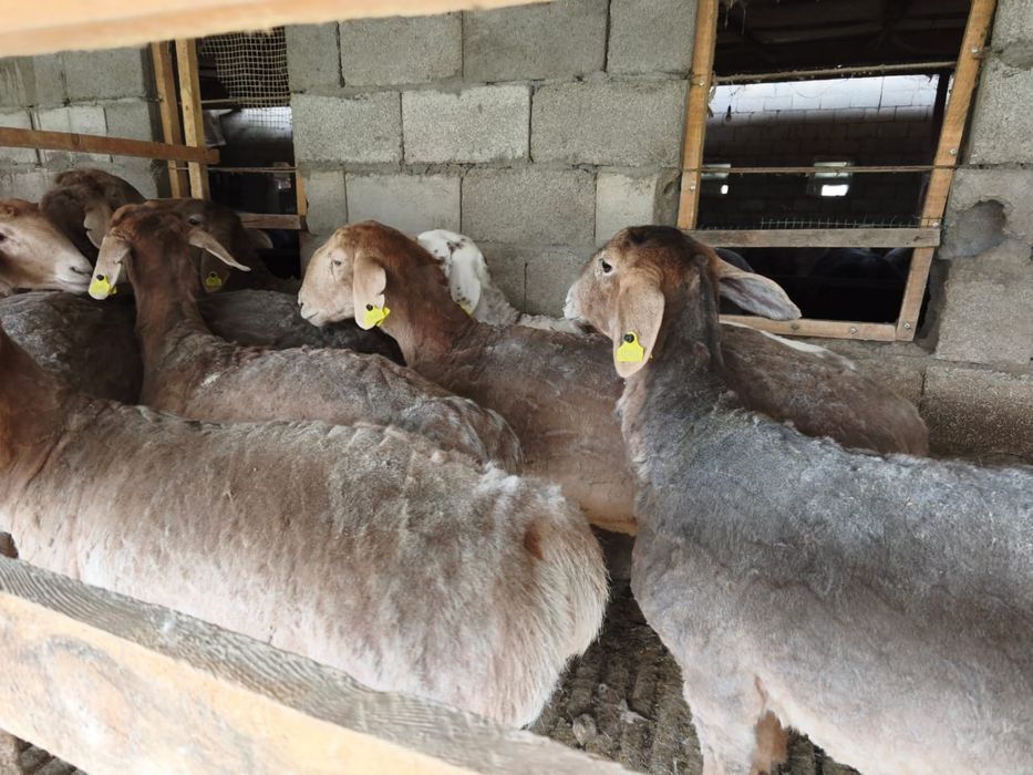 Арашан  токтылар