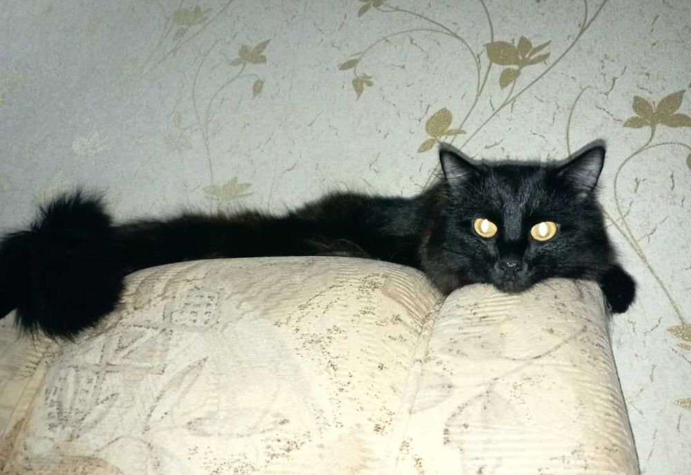 Отдам котика в добрые руки