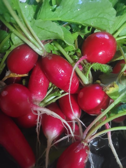 Дача  большой участок