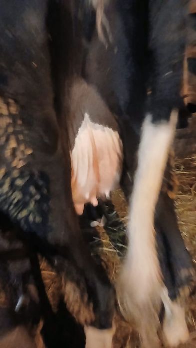 Продам      корову