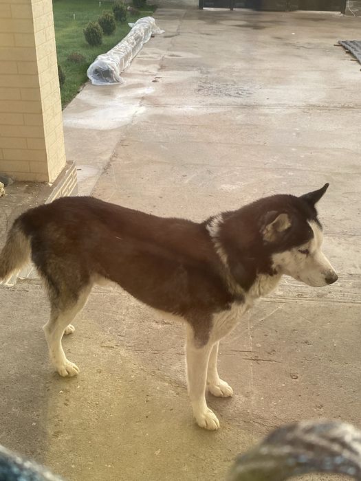 Хаски самец