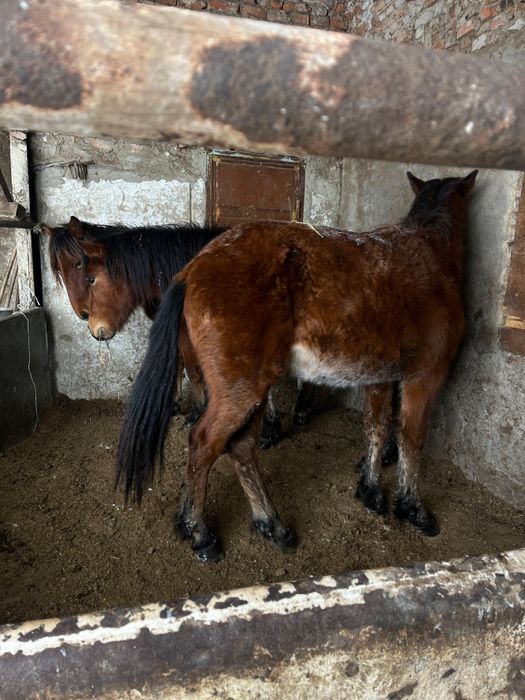 Продам тайлар согым