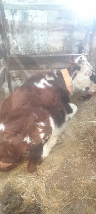 Корова ,телкий, 950000тг еки баска