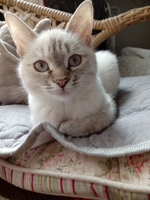 Продам тайскую кошечку