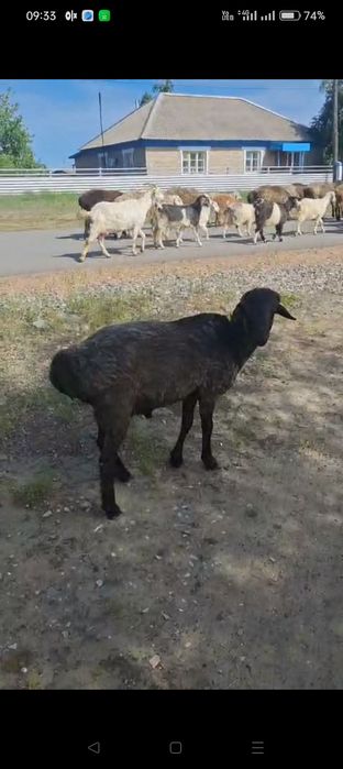 Продам кошкар Садчиковка