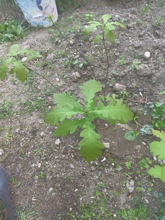 Дубочки Саженцы..