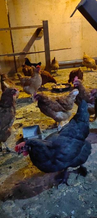 Тауықтар сатылады.