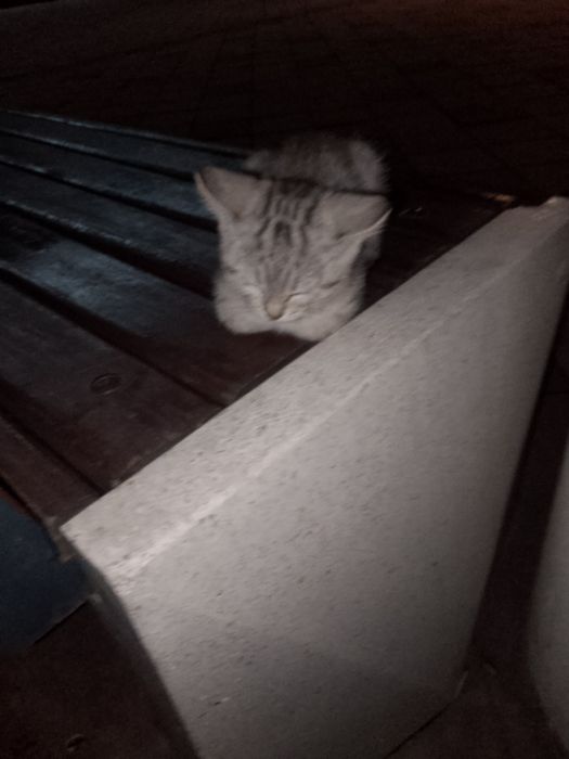 хороший котенок,девочка