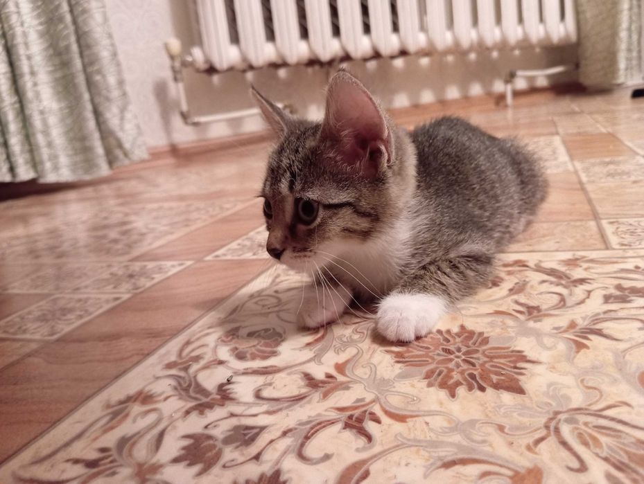 Котёнок в добрые руки