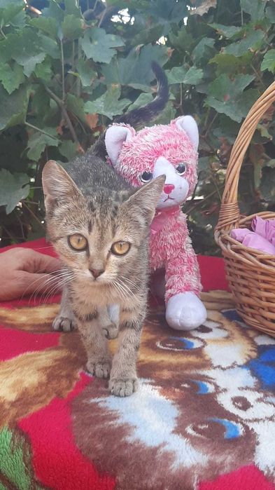 Котята в добрые руки с доставкой