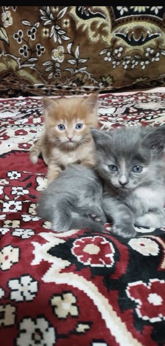 Отдам котят бесплатно