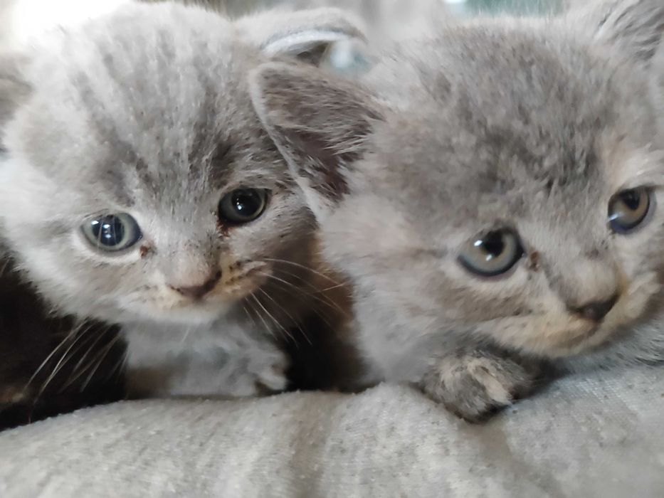 Котенца - късокосмести Британски