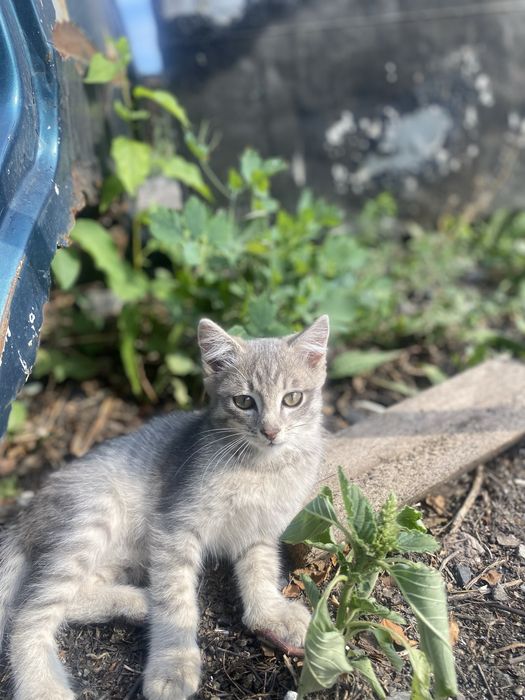Отдам котят нибелунг