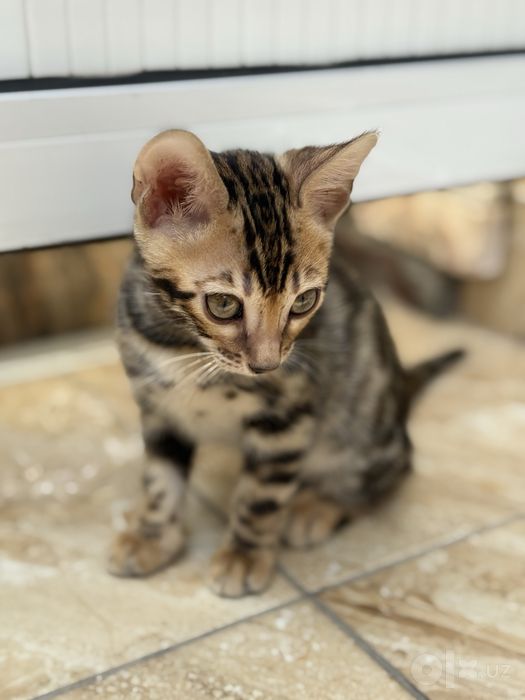 Бенгальские котята