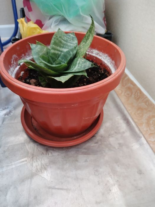 Горшки для отростков.