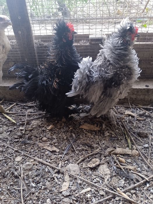 Продажа петушков карликовых