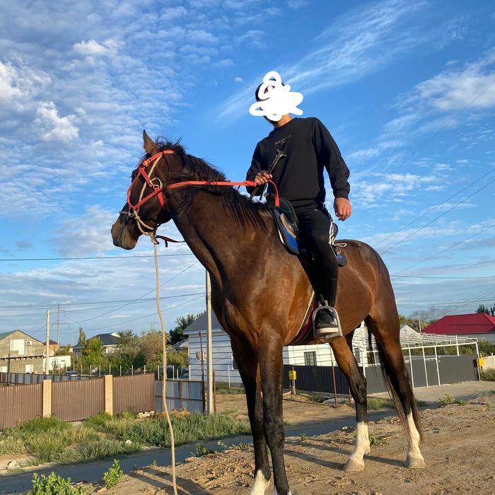 Пол кров айгыр сатылады