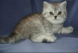 Super skidka mushukchalar sotiladi