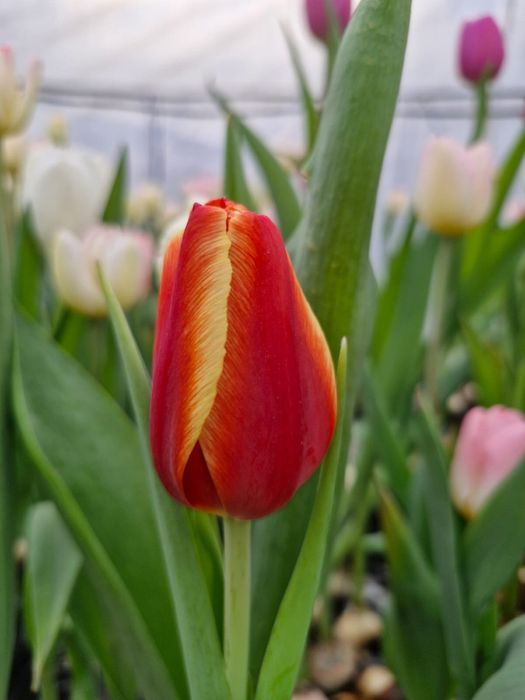 Қызғалтақ, Тюльпан