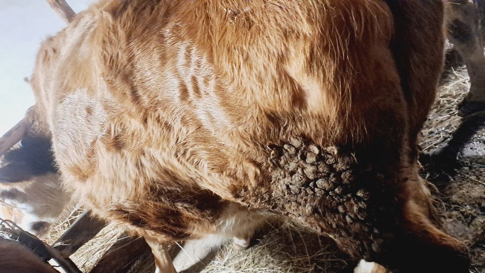 Продам корову белогол.порода