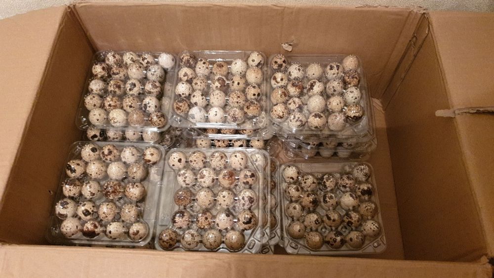 Яйцо перепелиное