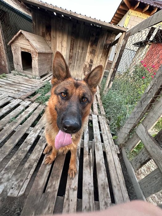 Немецкая овчарка