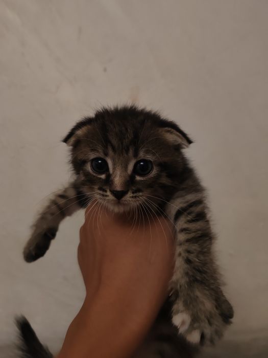 Котенок, девочка