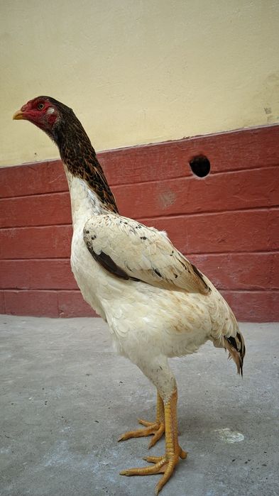 Кореец мекен сатылады