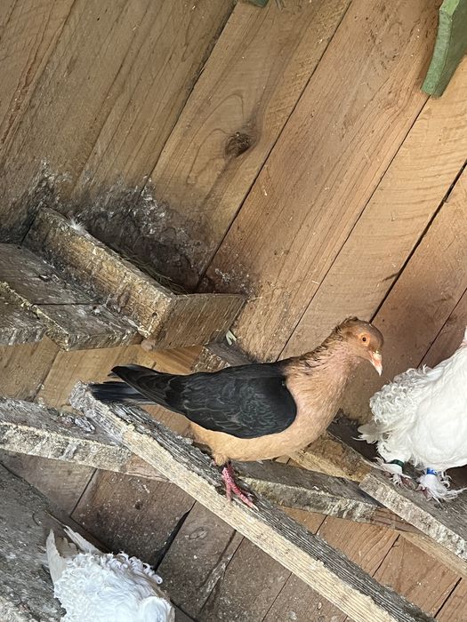 Vand pereche bronzati