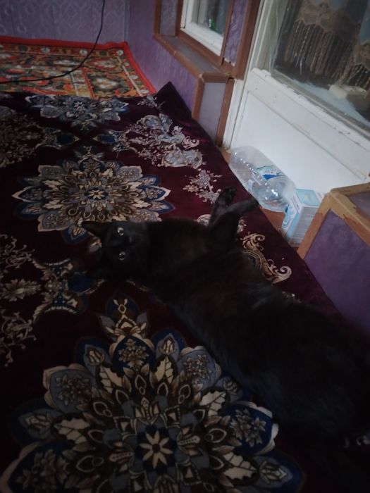 Отдам кота в хорошие руки