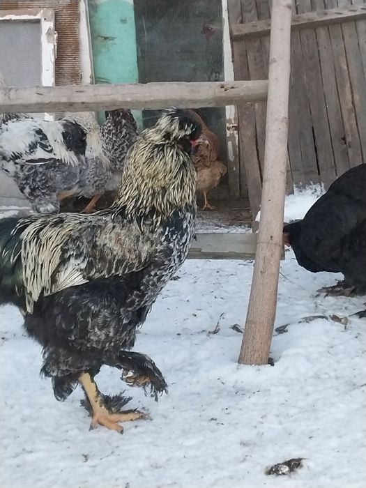 Петушки молодые с хохлами бородами лохмоногие
