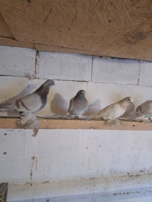 Продам бойных голубей