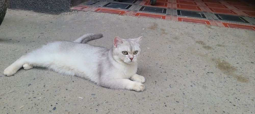 Britanskiy Shinshila qiz mushuk sotiladi