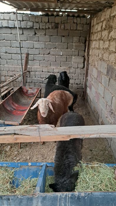 Кой кошкар баран