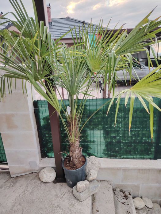 Палма, растения и цветя