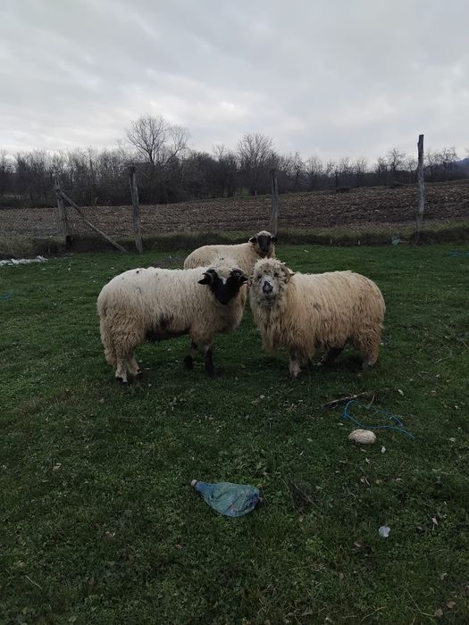 De vanzare oi si berbec