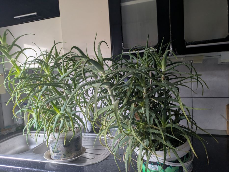 Aloe planta medicinala