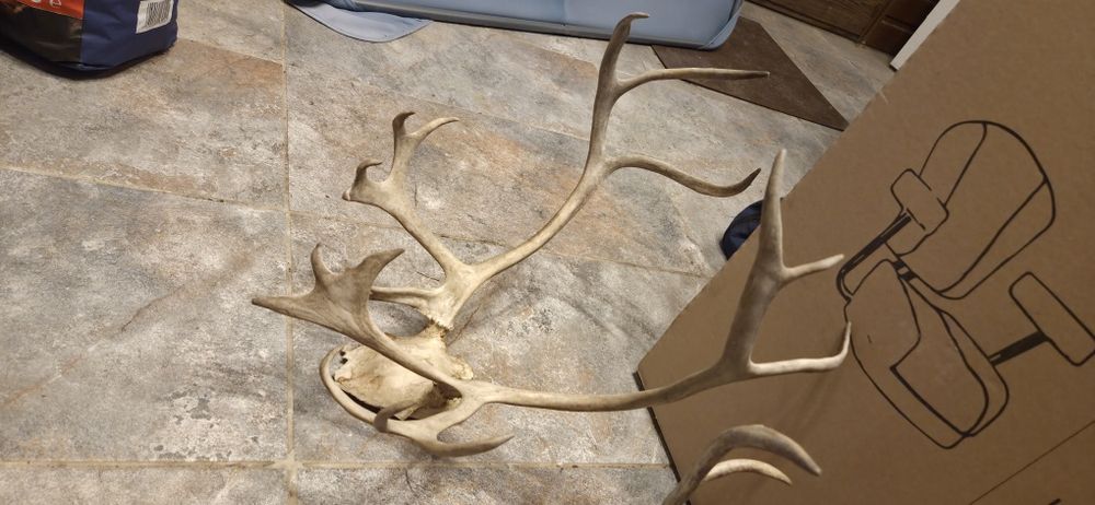 Vand 2 trofee cu coarne de ren f.rare.Vedeti cele 6 poze atasate  la anunt