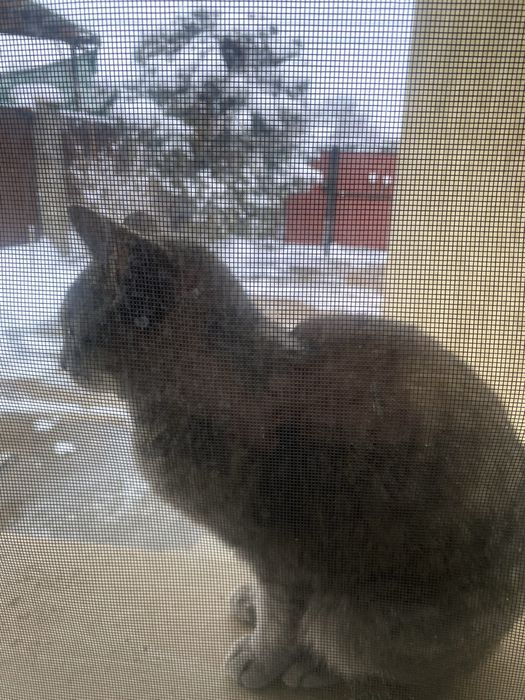 Кошечка бесплатно