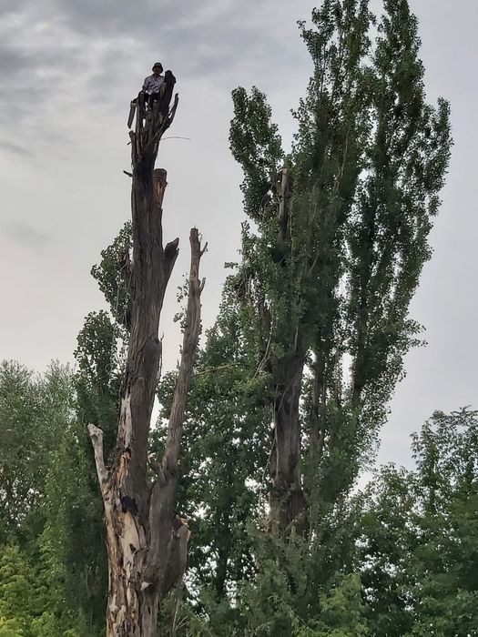 Спил деревьев,ағаш кесу