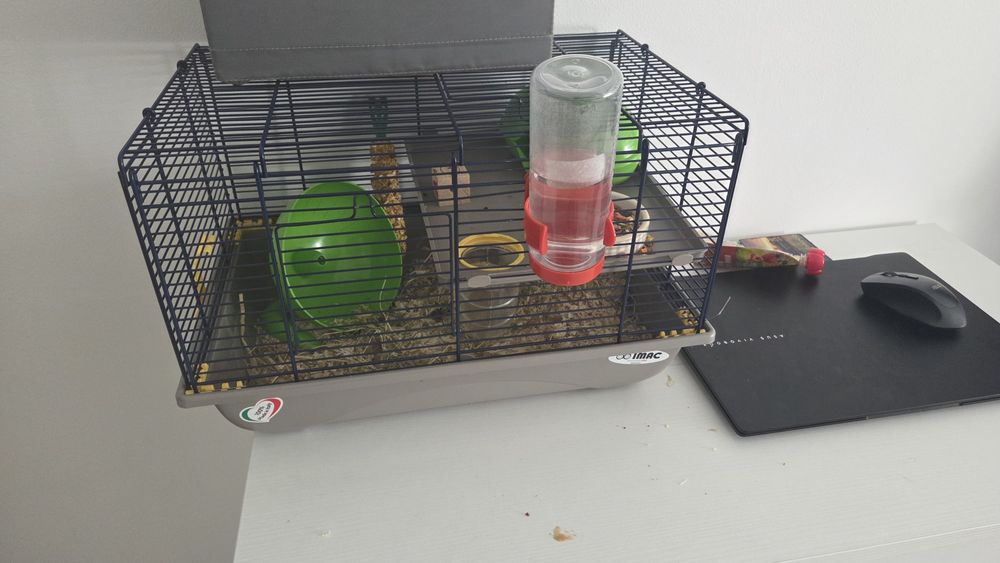 Hamster pitic + cusca